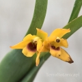 RZADKOŚĆ STORCZYK Maxillaria variabilis (Yellow)