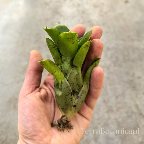 Neoregelia 'Chicken Scratch' (no variegata)- wiwarium
