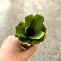 Neoregelia 'Chicken Scratch' (no variegata)- wiwarium