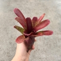 NOWOŚĆ! Neoregelia 'Fireball Spotted' - wiwarium