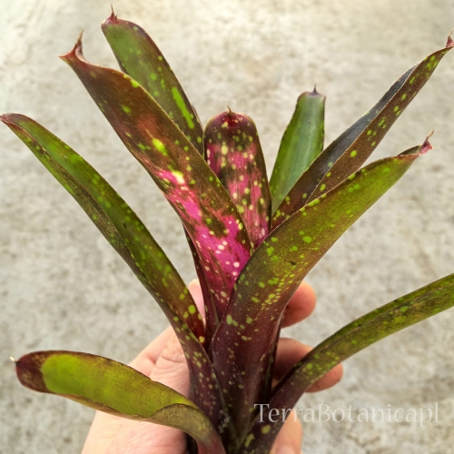 Neoregelia  'Ruby Throat' rozm.M - terrarium, wiwarium