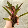 Neoregelia  'Ruby Throat' rozm.M - terrarium, wiwarium
