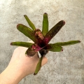 Neoregelia  'Ruby Throat' rozm.M - terrarium, wiwarium