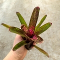 Neoregelia  'Ruby Throat' rozm.M - terrarium, wiwarium