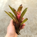 Neoregelia  'Ruby Throat' rozm.M - terrarium, wiwarium