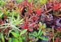 Neoregelia  'Ruby Throat' rozm.M - terrarium, wiwarium