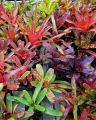 Neoregelia  'Ruby Throat' rozm.M - terrarium, wiwarium