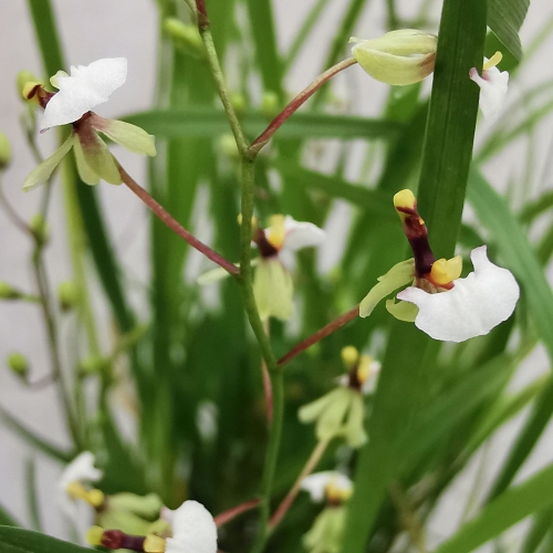 RZADKOŚĆ STORCZYK Gomesa radicans