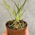 RZADKOŚĆ STORCZYK Gomesa radicans