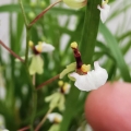 RZADKOŚĆ STORCZYK Gomesa radicans
