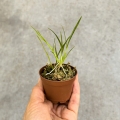 RZADKOŚĆ STORCZYK Gomesa radicans