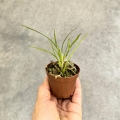 RZADKOŚĆ STORCZYK Gomesa radicans