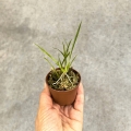 RZADKOŚĆ STORCZYK Gomesa radicans