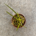 RZADKOŚĆ STORCZYK Gomesa radicans