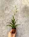 Catopsis morreniana - wiwarium, terrarium