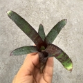 Neoregelia ampullacea var. purpurea - wiwarium