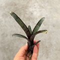 Neoregelia ampullacea var. purpurea - wiwarium