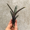 Neoregelia ampullacea var. purpurea - wiwarium