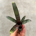 Neoregelia ampullacea var. purpurea - wiwarium
