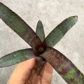 Neoregelia ampullacea var. purpurea - wiwarium