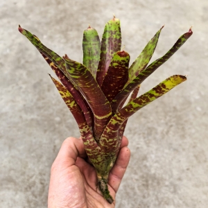 Neoregelia 'SF' - wiwarium, paludarium