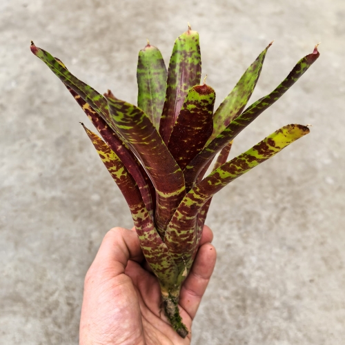 Neoregelia 'SF' - wiwarium, paludarium