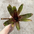Neoregelia 'SF' - wiwarium, paludarium