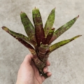 Neoregelia 'SF' - wiwarium, paludarium