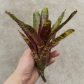Neoregelia 'SF' - wiwarium, paludarium