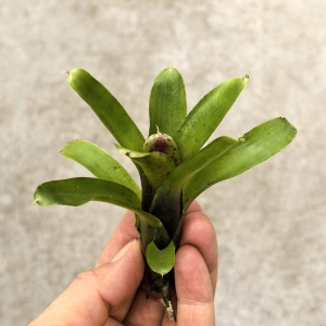 Neoregelia 'Small Hybrid' - wiwarium, paludarium