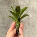 Neoregelia 'Small Hybrid' - wiwarium, paludarium