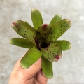 Neoregelia 'Small Hybrid' - wiwarium, paludarium