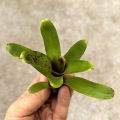 Neoregelia 'Small Hybrid' - wiwarium, paludarium