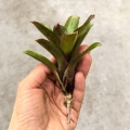 Neoregelia 'Small Hybrid' - wiwarium, paludarium