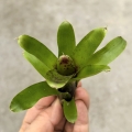 Neoregelia 'Small Hybrid' - wiwarium, paludarium