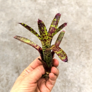 Neoregelia Yankee Doodle - wiwarium, paludarium