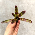 Neoregelia Yankee Doodle - wiwarium, paludarium