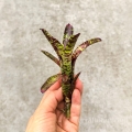 Neoregelia Yankee Doodle - wiwarium, paludarium