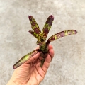 Neoregelia Yankee Doodle - wiwarium, paludarium