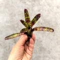 Neoregelia Yankee Doodle - wiwarium, paludarium