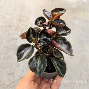 NOWOŚĆ Peperomia metallica 'Columbiana' - wiwarium, las w szkle
