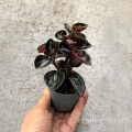 NOWOŚĆ Peperomia metallica 'Columbiana' - wiwarium, las w szkle