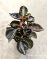 NOWOŚĆ Peperomia metallica 'Columbiana' - wiwarium, las w szkle