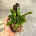 Platycerium bifurcatum na podkładce - wiwarium, terrarium