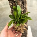 Platycerium bifurcatum na podkładce - wiwarium, terrarium