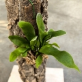 Platycerium bifurcatum na podkładce - wiwarium, terrarium
