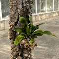 Platycerium bifurcatum na podkładce - wiwarium, terrarium