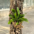 Platycerium bifurcatum na podkładce - wiwarium, terrarium