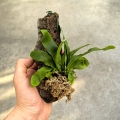 Platycerium bifurcatum na podkładce - wiwarium, terrarium