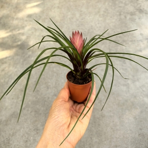Tillandsia cyanea - wiwarium